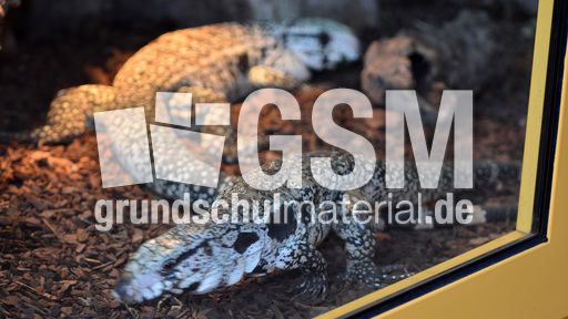 Schwarzweißer Teju (2).jpg